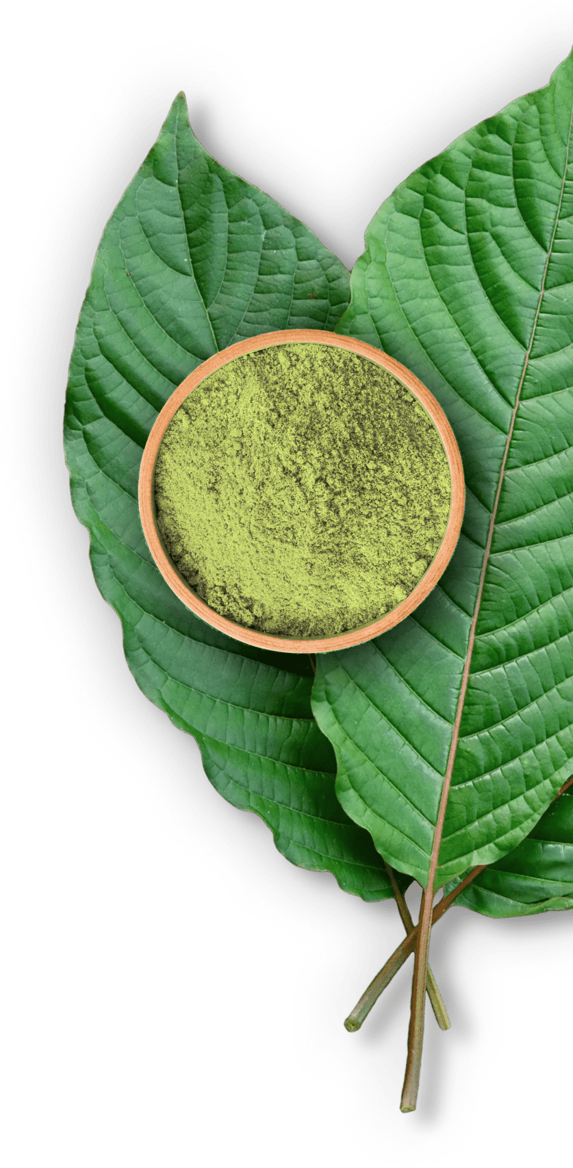 Kratom Leaves.